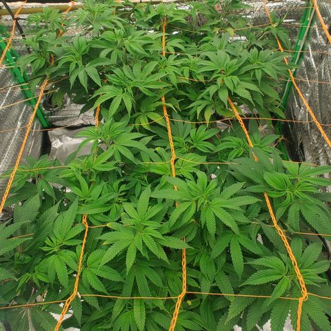 Nicol Punch #2 growlog timeline photo