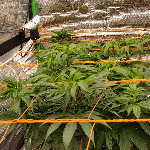 Nicol Punch #2 growlog timeline photo