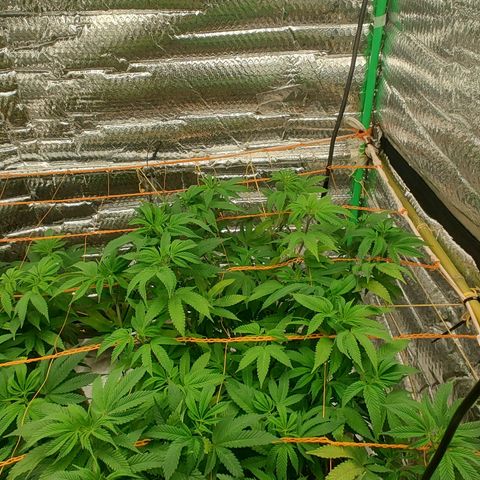 Nicol Punch #2 growlog timeline photo
