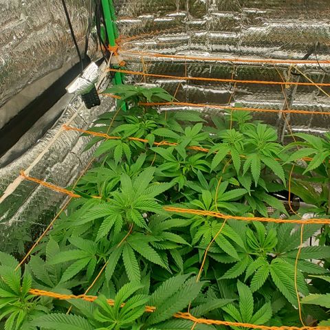 Nicol Punch #2 growlog timeline photo