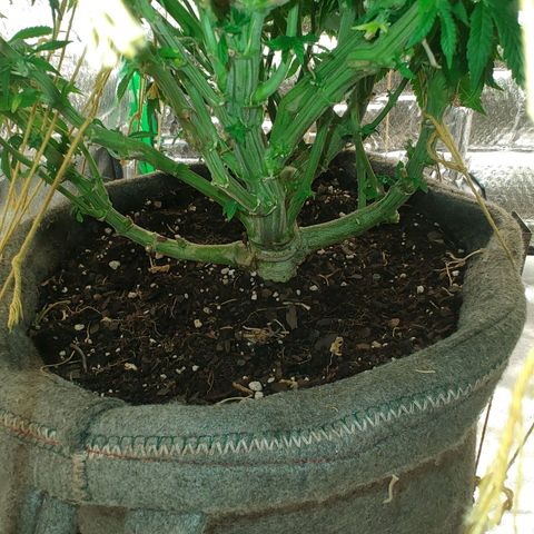 Nicol Punch #2 growlog timeline photo
