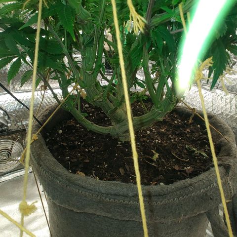 Nicol Punch #2 growlog timeline photo