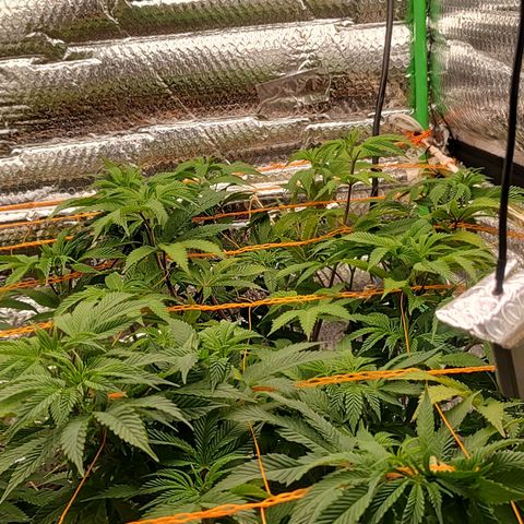 Nicol Punch #2 growlog timeline photo