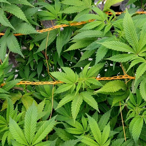 Nicol Punch #1 growlog timeline photo