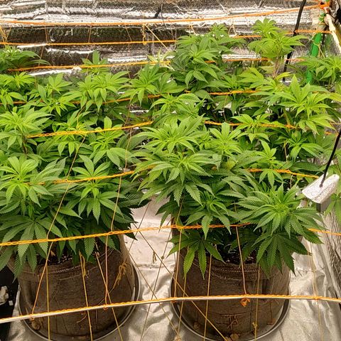 Nicol Punch #1 growlog timeline photo