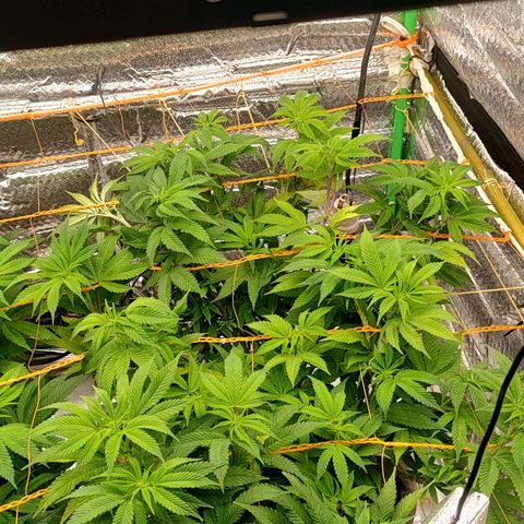 Nicol Punch #1 growlog timeline photo