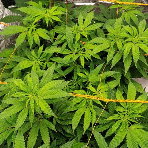 Nicol Punch #2 growlog timeline photo