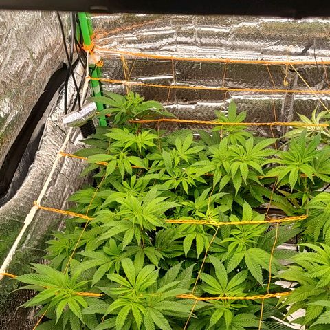 Nicol Punch #2 growlog timeline photo