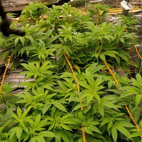 Nicol Punch #2 growlog timeline photo