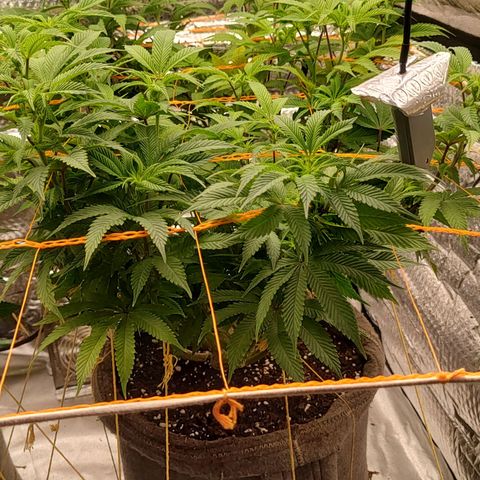 Nicol Punch #2 growlog timeline photo