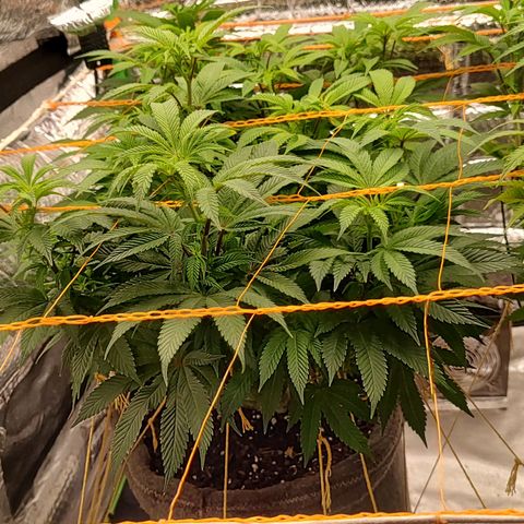Nicol Punch #2 growlog timeline photo