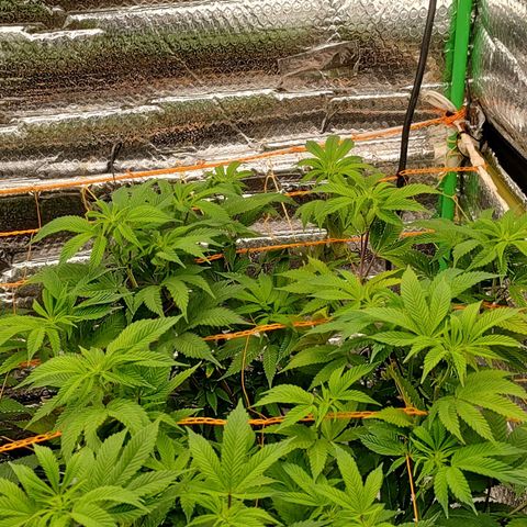 Nicol Punch #2 growlog timeline photo