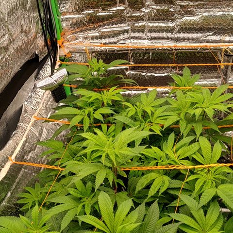 Nicol Punch #2 growlog timeline photo