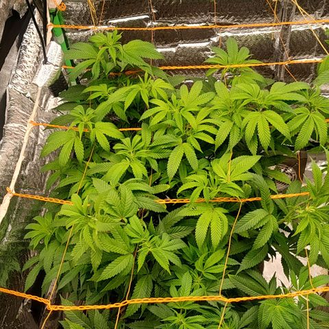 Nicol Punch #2 growlog timeline photo