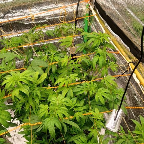 Nicol Punch #2 growlog timeline photo