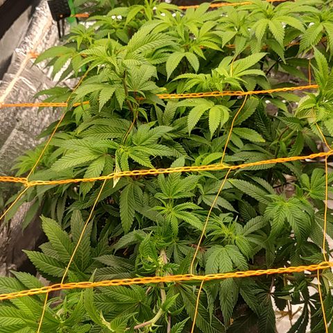 Nicol Punch #2 growlog timeline photo