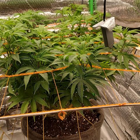 Nicol Punch #2 growlog timeline photo