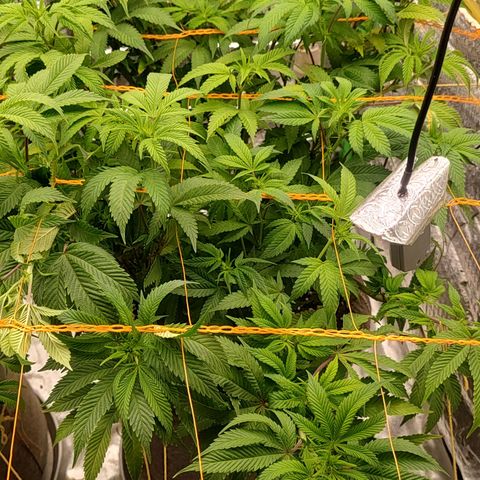Nicol Punch #2 growlog timeline photo