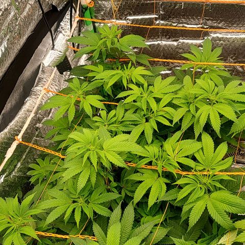 Nicol Punch #2 growlog timeline photo