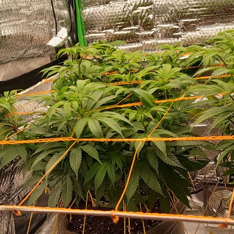 Nicol Punch #2 growlog timeline photo