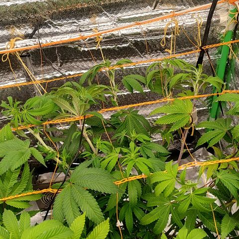 Nicol Punch #2 growlog timeline photo