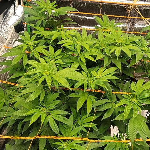 Nicol Punch #2 growlog timeline photo