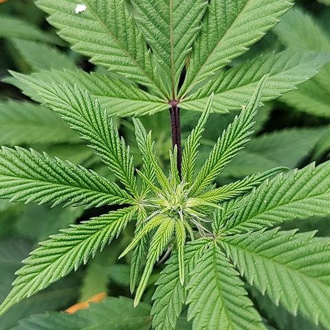 Nicol Punch #2 growlog timeline photo
