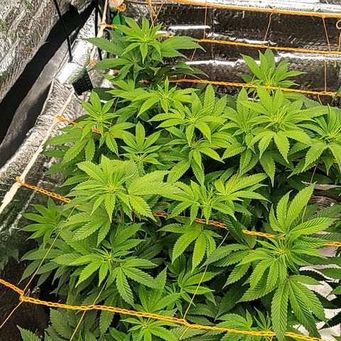 Nicol Punch #2 growlog timeline photo