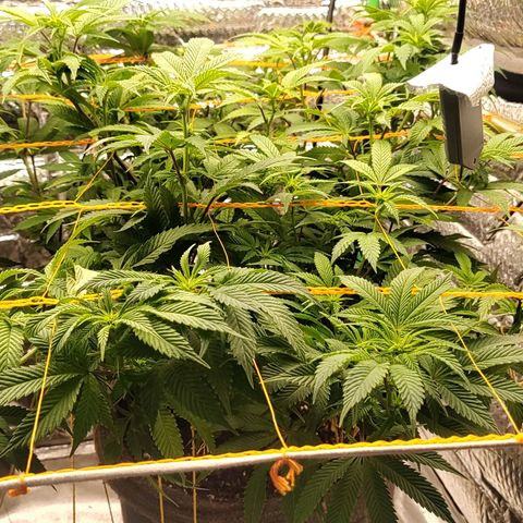 Nicol Punch #1 growlog timeline photo