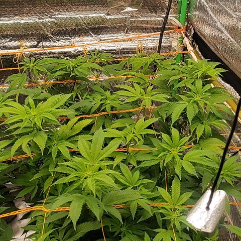 Nicol Punch #1 growlog timeline photo