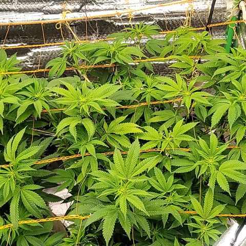 Nicol Punch #1 growlog timeline photo