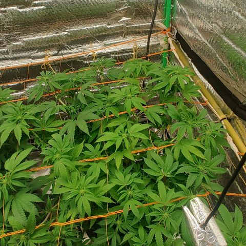 Nicol Punch #2 growlog timeline photo