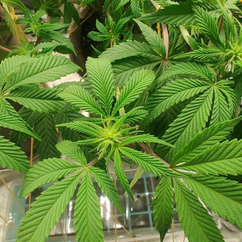 Nicol Punch #2 growlog timeline photo