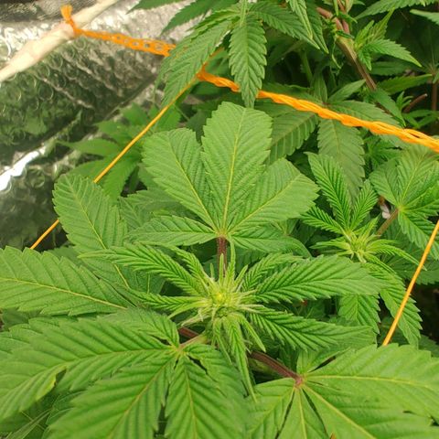 Nicol Punch #2 growlog timeline photo