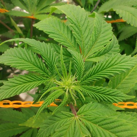 Nicol Punch #2 growlog timeline photo