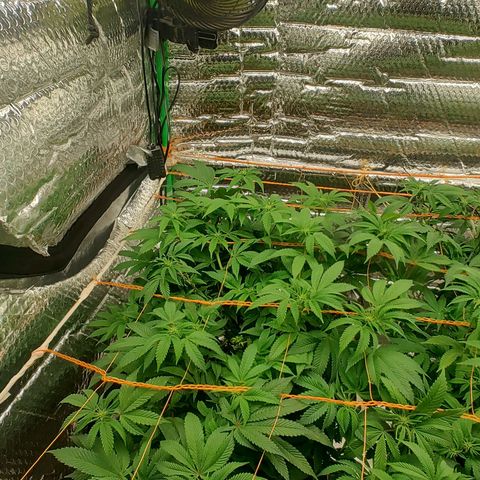 Nicol Punch #2 growlog timeline photo