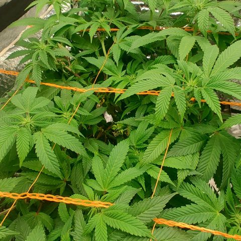 Nicol Punch #2 growlog timeline photo