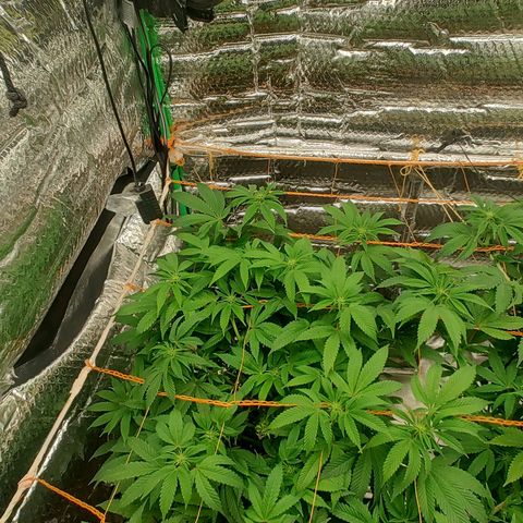Nicol Punch #2 growlog timeline photo