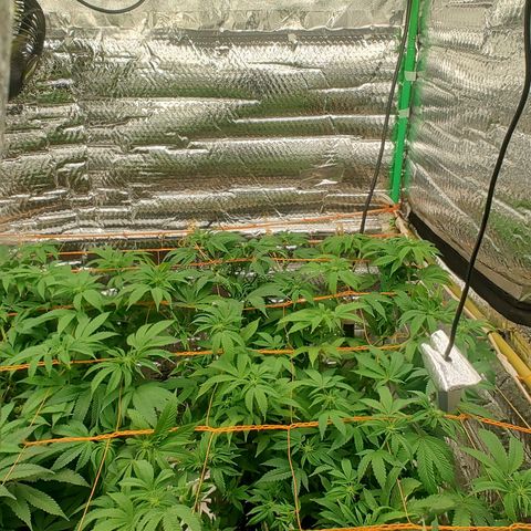 Nicol Punch #2 growlog timeline photo