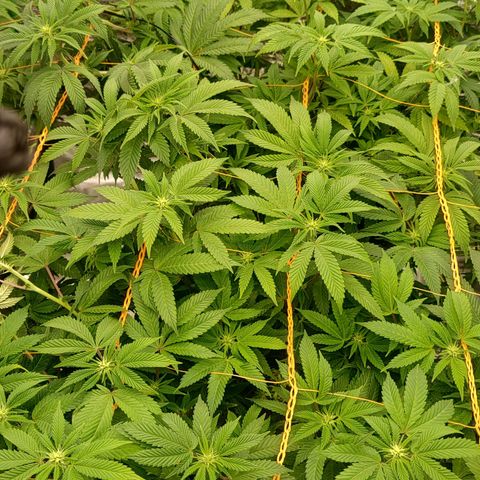 Nicol Punch #2 growlog timeline photo