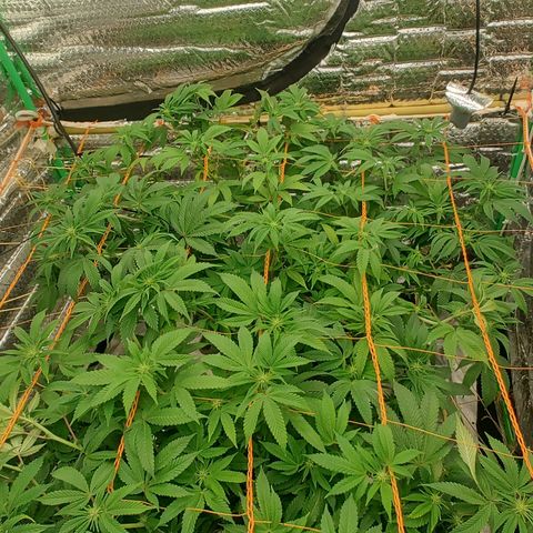 Nicol Punch #2 growlog timeline photo