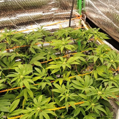 Nicol Punch #1 growlog timeline photo