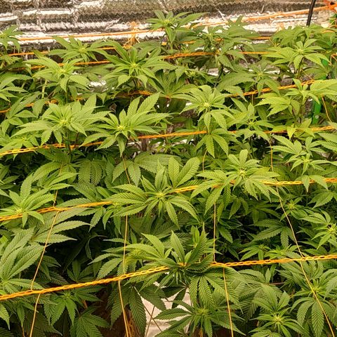 Nicol Punch #1 growlog timeline photo