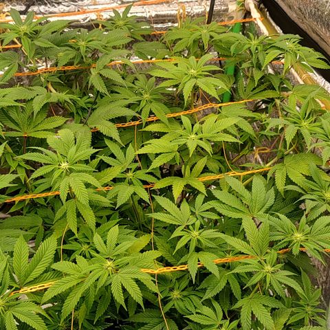 Nicol Punch #1 growlog timeline photo