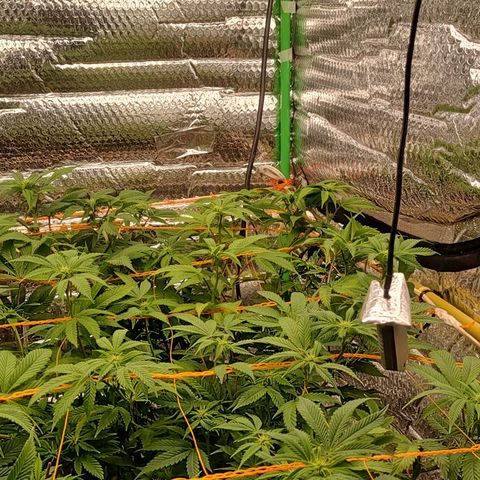 Nicol Punch #1 growlog timeline photo