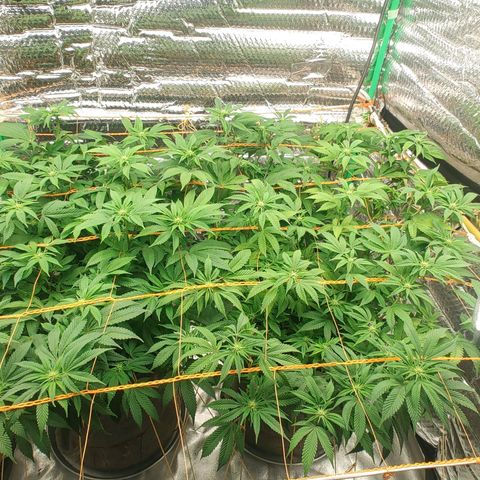 Nicol Punch #2 growlog timeline photo