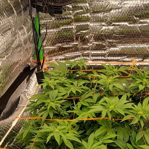 Nicol Punch #2 growlog timeline photo