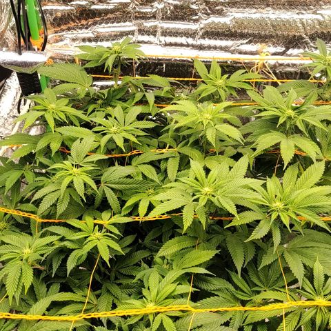 Nicol Punch #2 growlog timeline photo