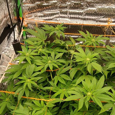 Nicol Punch #2 growlog timeline photo