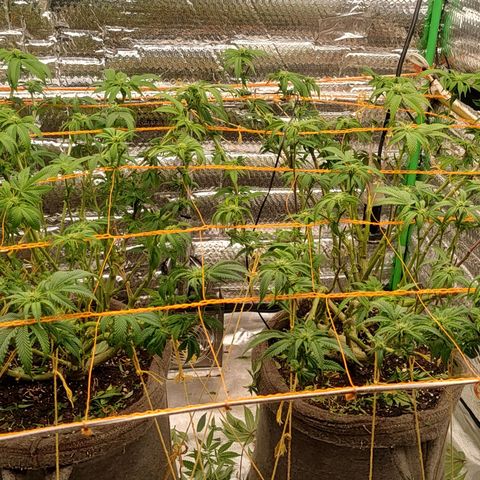 Nicol Punch #1 growlog timeline photo